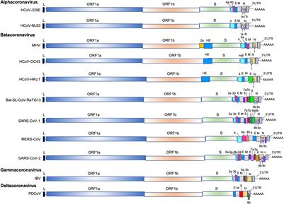 <mark class="highlighted">Coronavirus</mark>, the King Who Wanted More Than a Crown: From Common to the Highly Pathogenic SARS-CoV-2, Is the Key in the Accessory Genes?